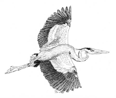 Blue Heron Coloring Page